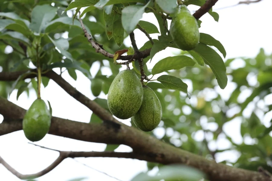 Avocado-komkommersoep - My Daily Favorite