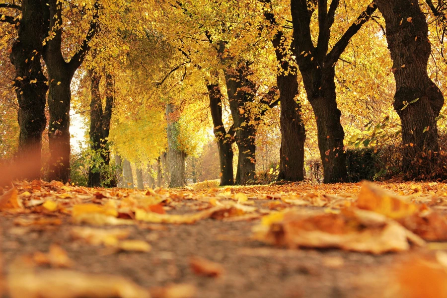 Buitensporten met herfst - My Daily Favorite