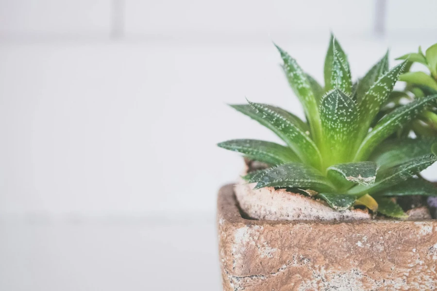 Groene thee toner met Aloë Vera - My Daily Favorite