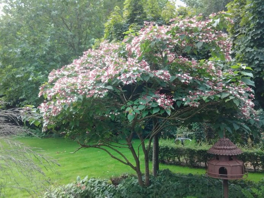 5 bomen en planten die de waarde van je huis verhogen