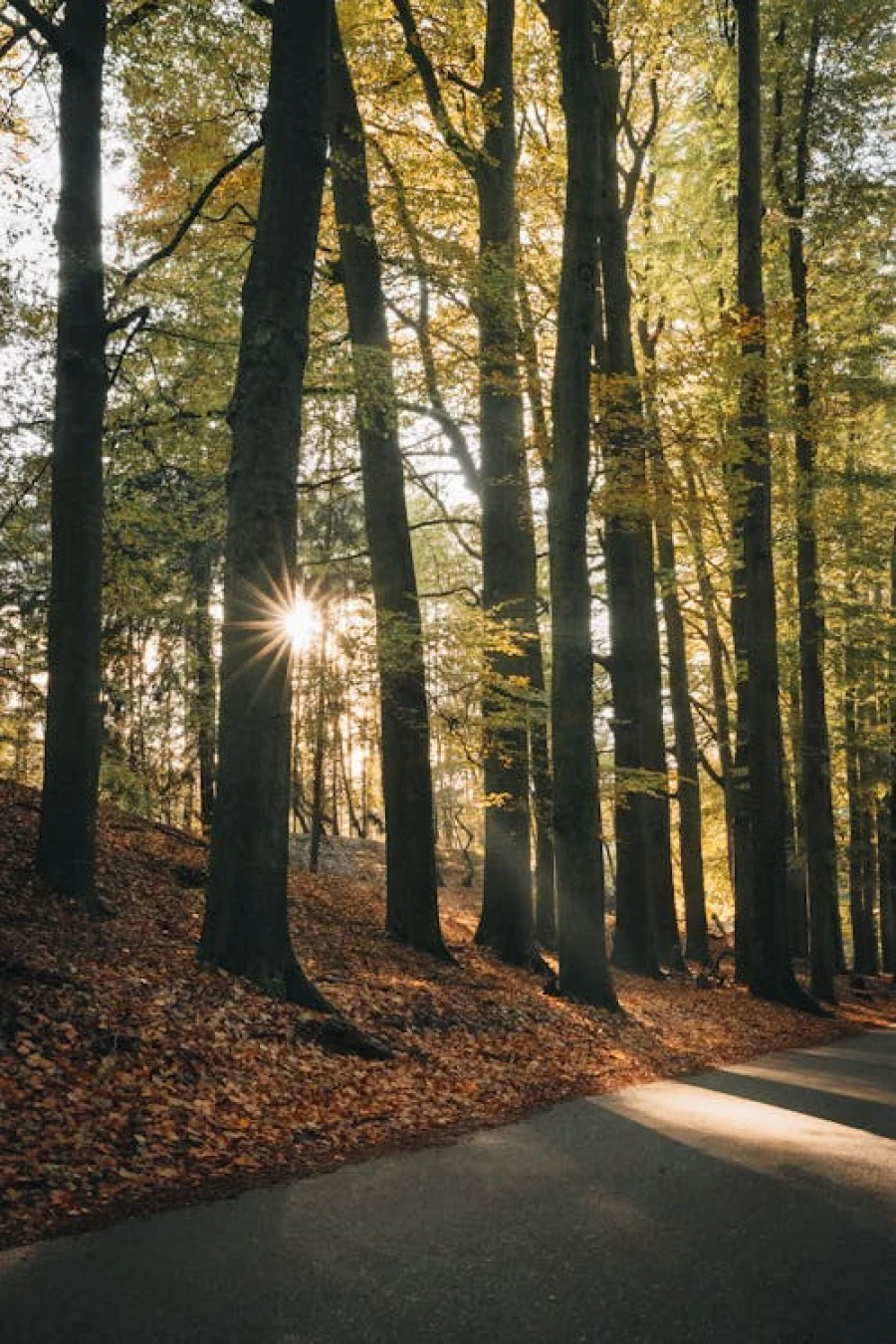 De Veluwe - My Daily Favorite